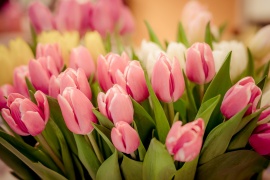 милые женщины, девушки, поздравляем вас  с  8 марта!   