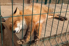 ЗАКАЖИТЕ 3D-ЗАБОР СЕГОДНЯ  ПО  САМОЙ НИЗКОЙ ЦЕНЕ, А ЗАБЕРИТЕ, КОГДА ПОТЕПЛЕЕТ! КАЧЕСТВЕННО И ВЫГОДНО!