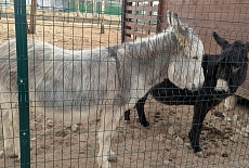 ЗАКАЖИТЕ 3D-ЗАБОР СЕГОДНЯ  ПО  САМОЙ НИЗКОЙ ЦЕНЕ, А ЗАБЕРИТЕ, КОГДА ПОТЕПЛЕЕТ! КАЧЕСТВЕННО И ВЫГОДНО!